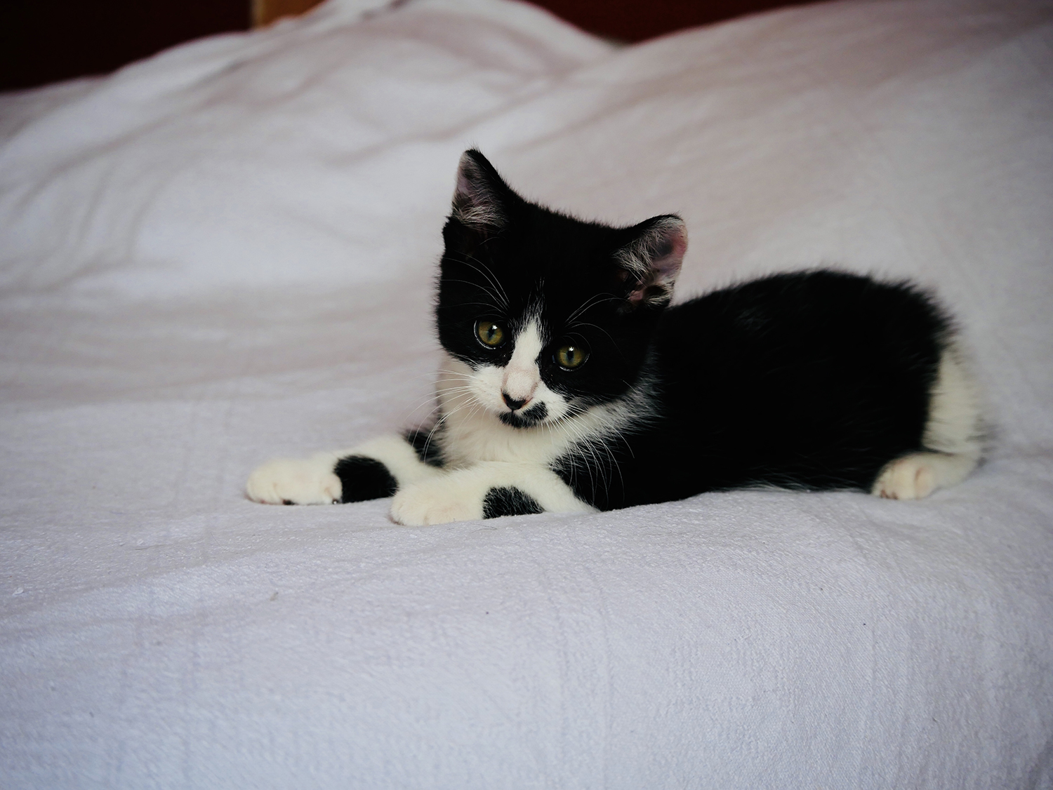 atelierdestilleuls.com famille accueil chatons 02