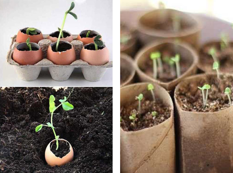  idées écolo pour planter des semis