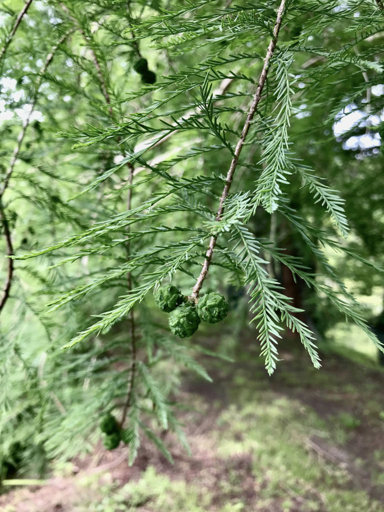 détail d'arbre dans les jardins du Logis de Forge en Charente