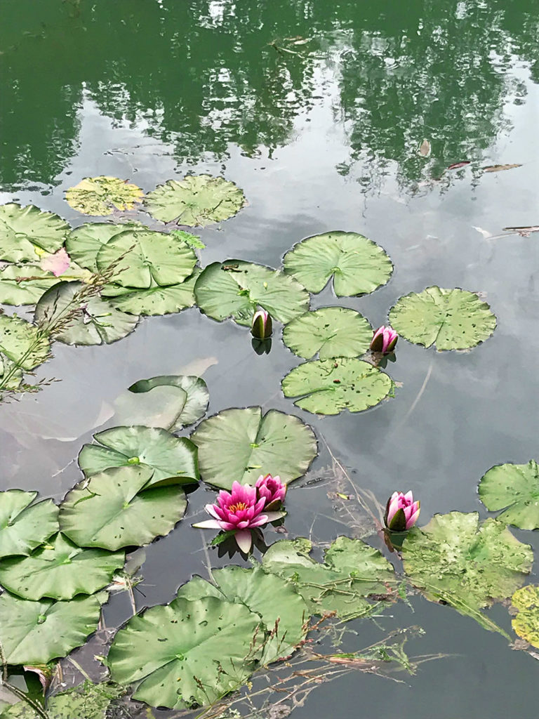 nénuphars dans l'étang des jardins du Logis de Forge en Charente