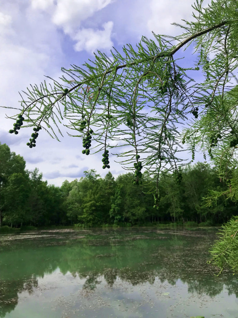 vue de l'étang dans les jardins du Logis de Forge en Charente