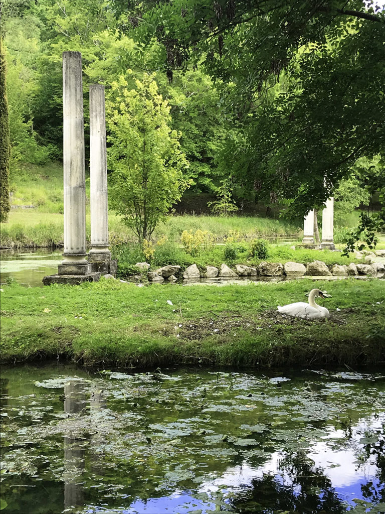 cygne dans les jardins du Logis de Forge en Charente