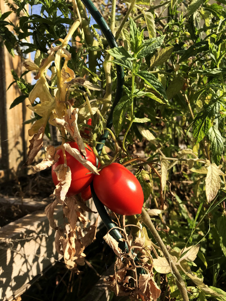 jardin de la recyclerie avril rouillac