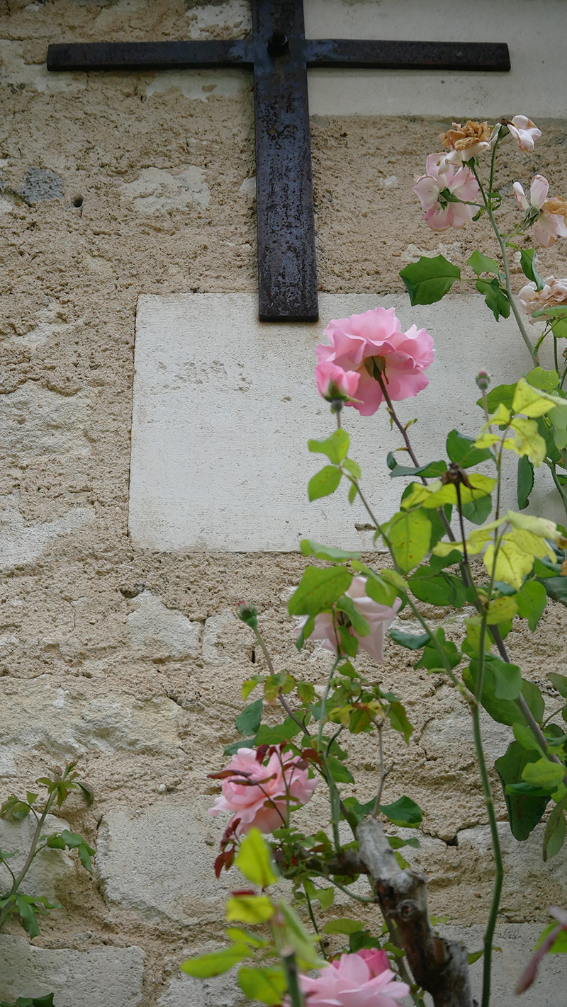 rosier de l'abbaye de Bassac