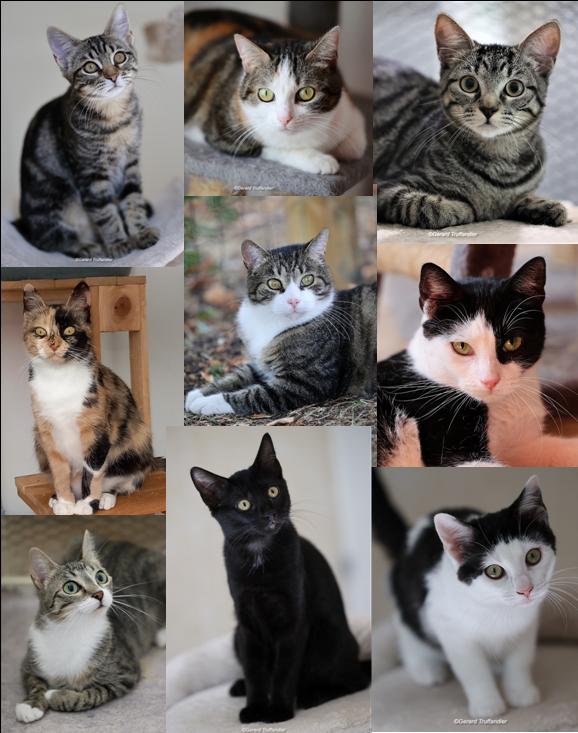 montage photos des chats à adopter à l'association Chapitres